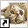 www.ukpetsupplies.com